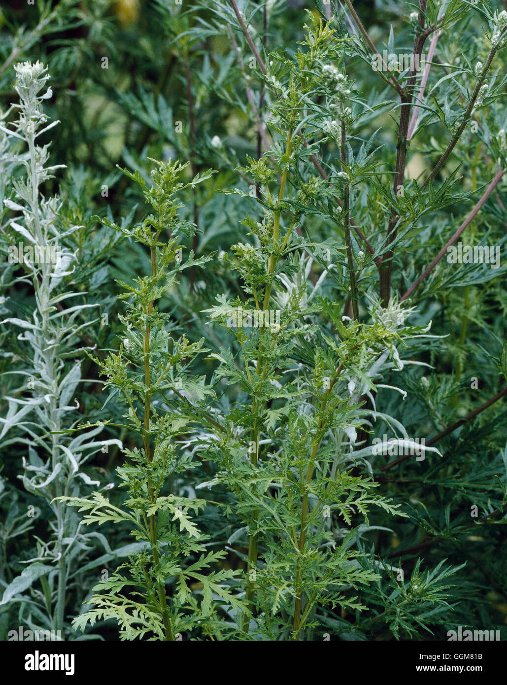 Artemisia annua Banque de photographies et d'images à haute résolution -  Alamy