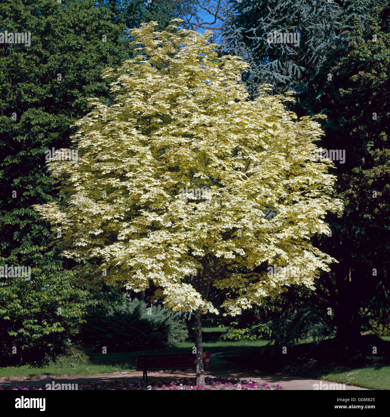 - Acer platanoides 'Drummondii' TRS068290 Banque D'Images