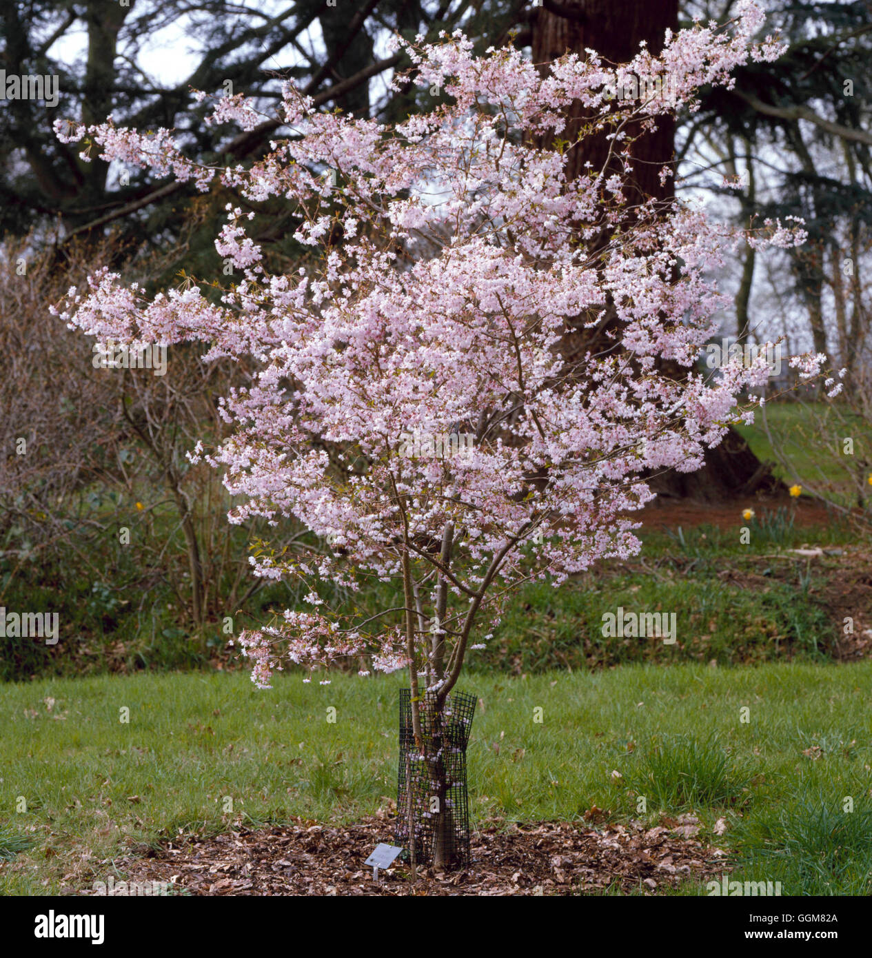 Cerisier D Hiver Du Japon Autumnalis Rosea