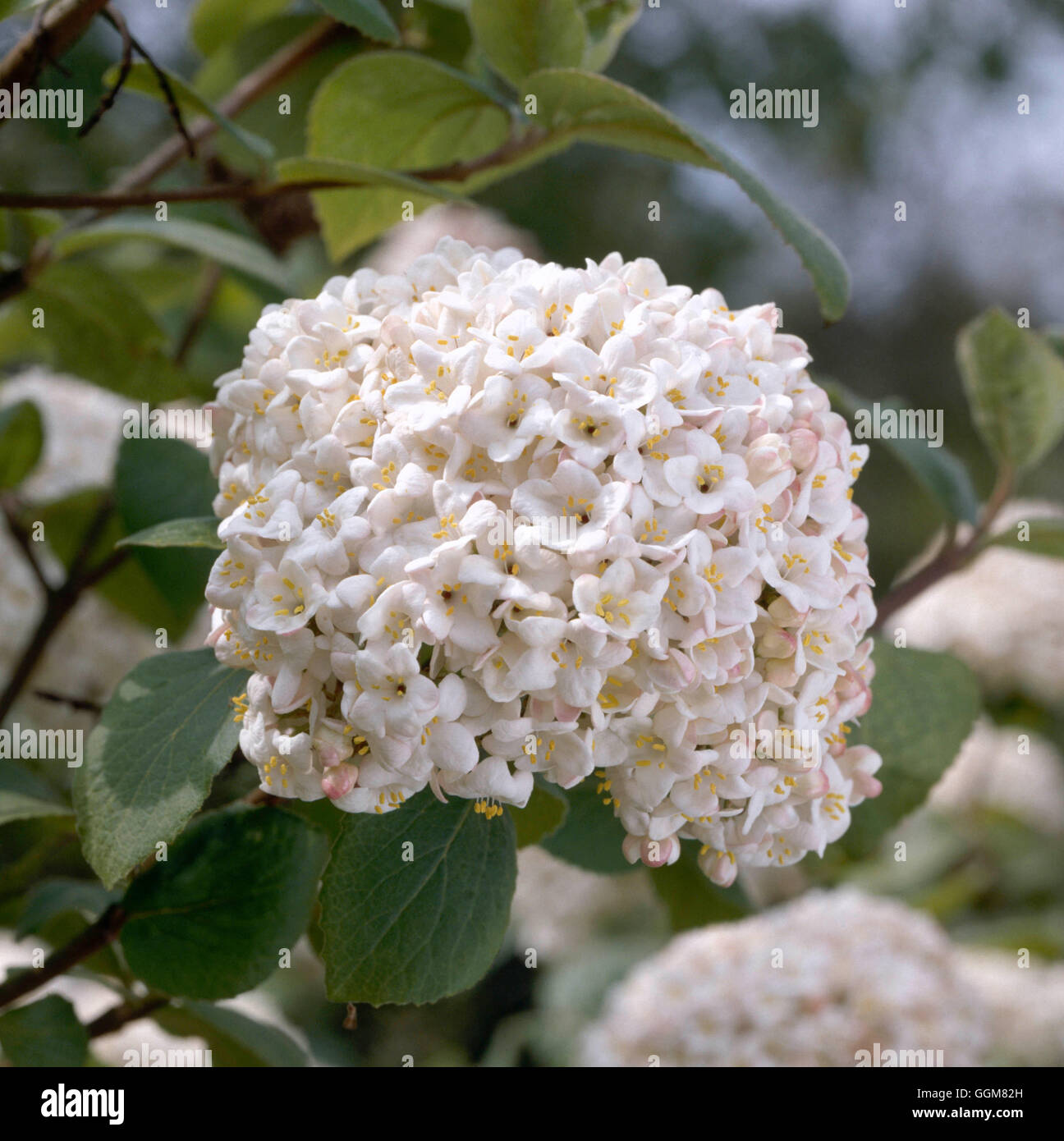 Viburnum x carlcephalum TRS AGA069108 Banque D'Images