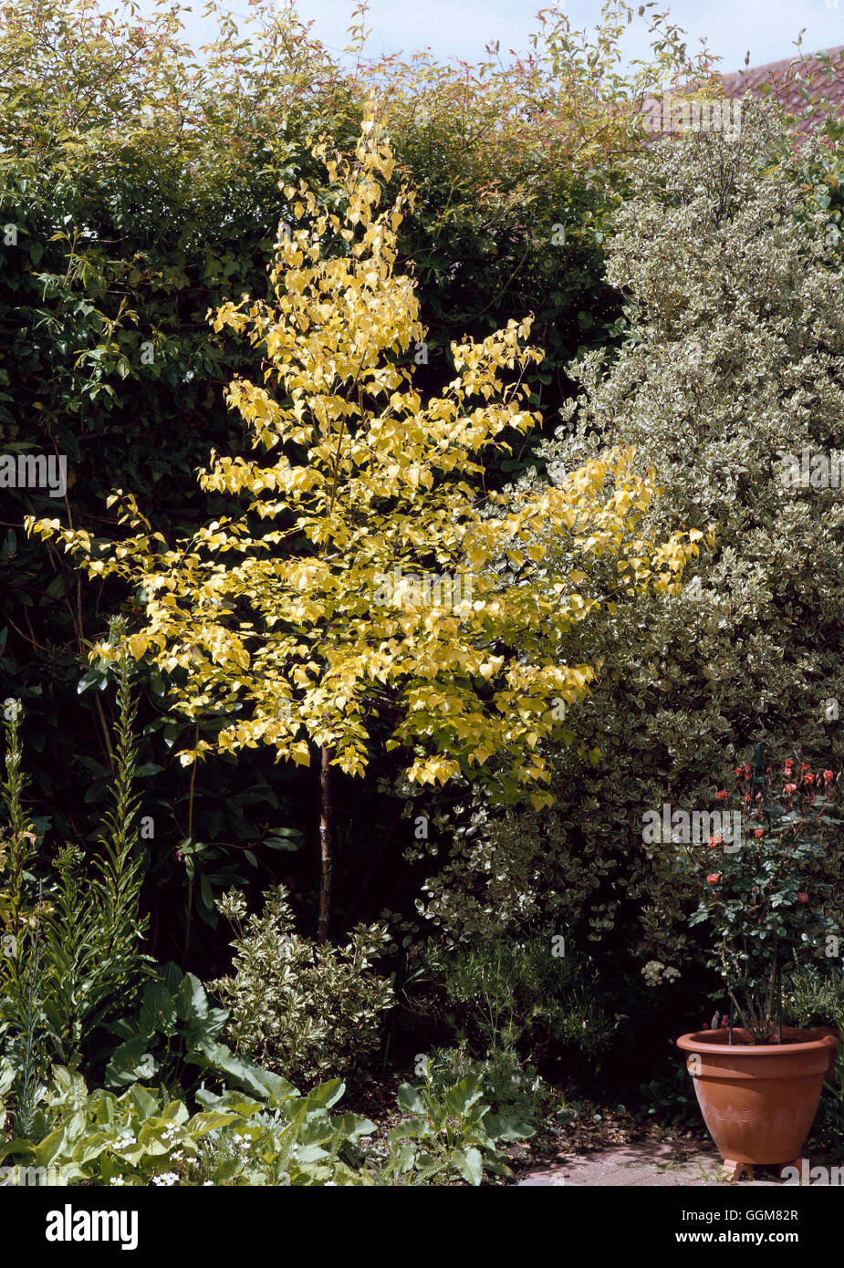 Betula pendula 'Cloud' - Golden TRS069994 Banque D'Images