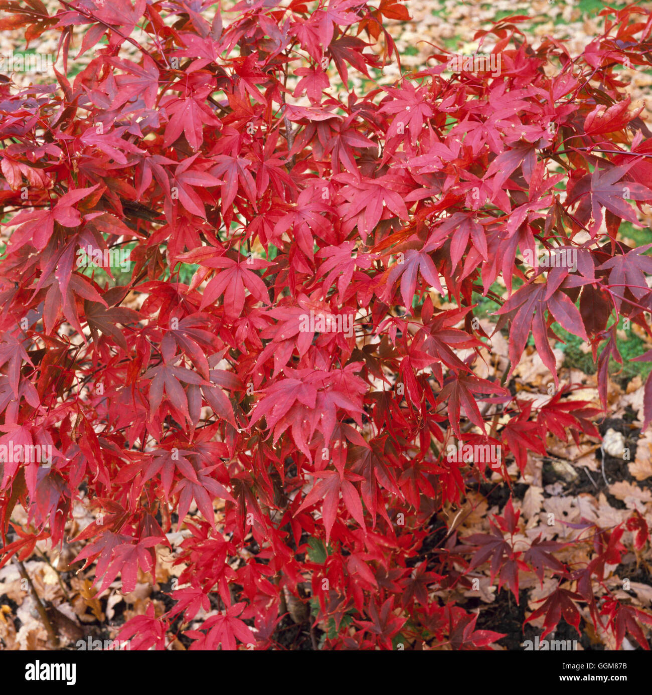 Acer palmatum - en automne couleur TRS081421 Banque D'Images