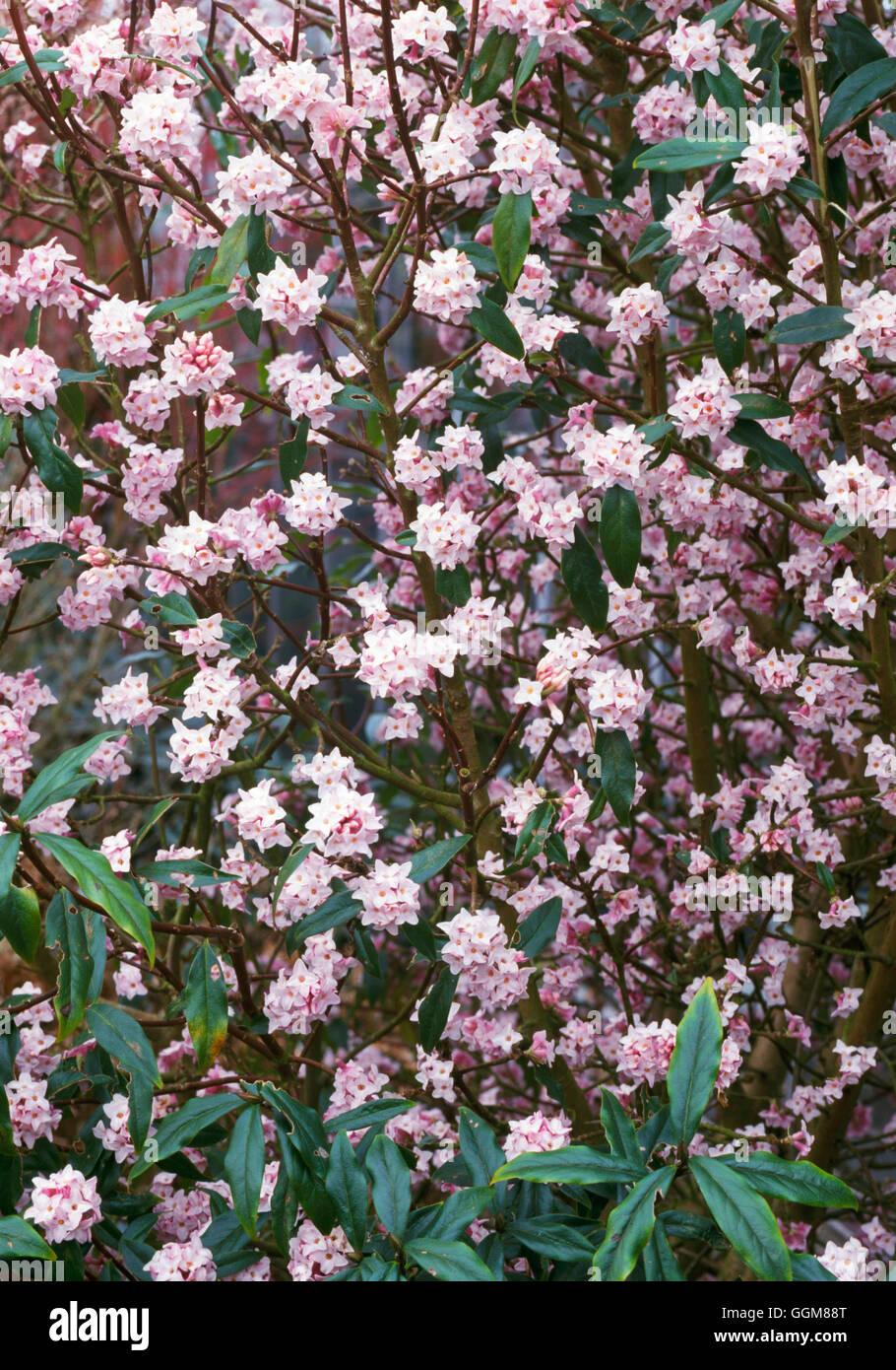 Daphne bholua - 'Jacqueline' Postill TRS AGA087548 Banque D'Images