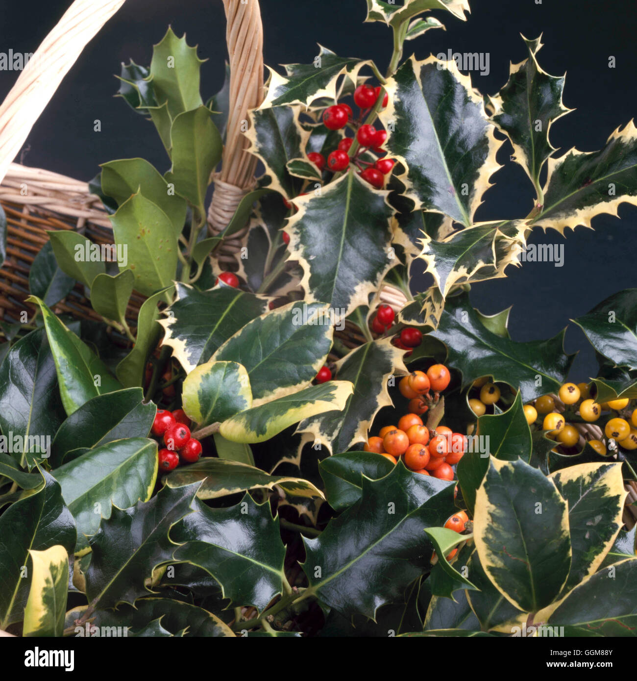 Ilex - mixed TRS087642 Banque D'Images