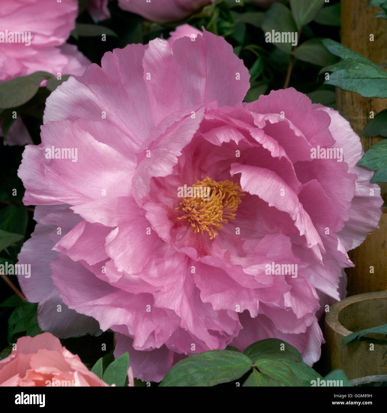 Paeonia suffruticosa - 'Fuji'-Kamada TRS089388 Banque D'Images