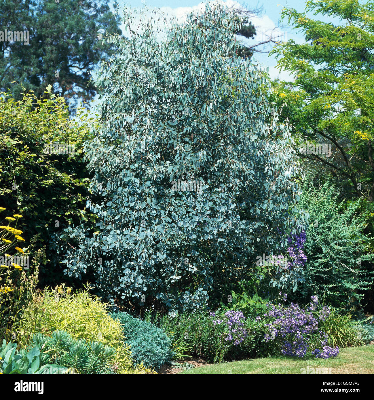 Eucalyptus gunnii Banque de photographies et d’images à haute résolution Alamy