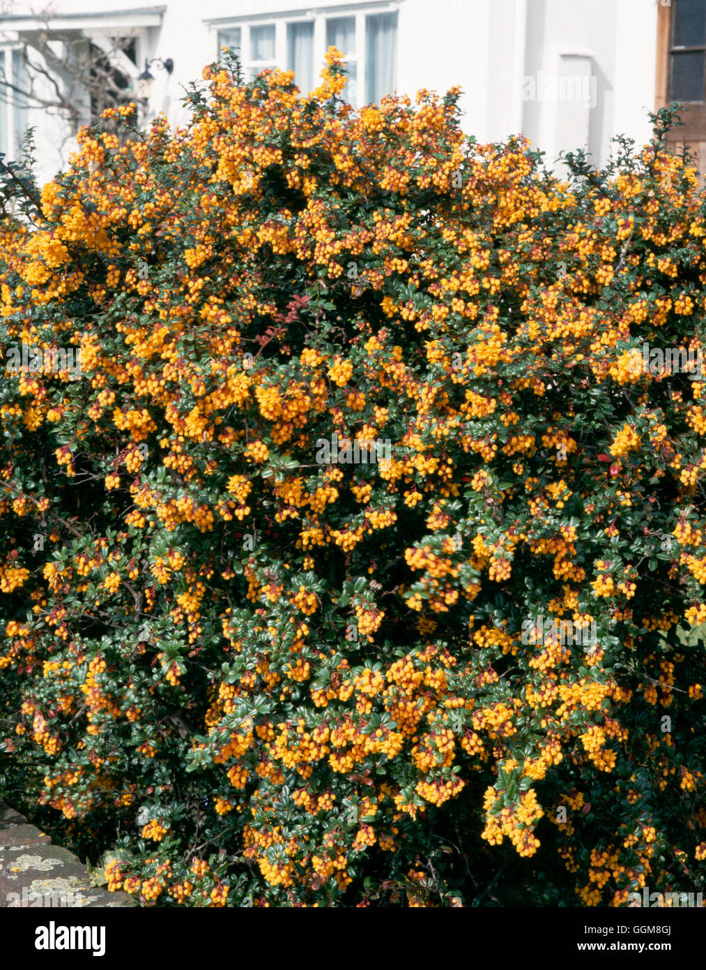 Berberis darwinii TRS AGA105470 Banque D'Images