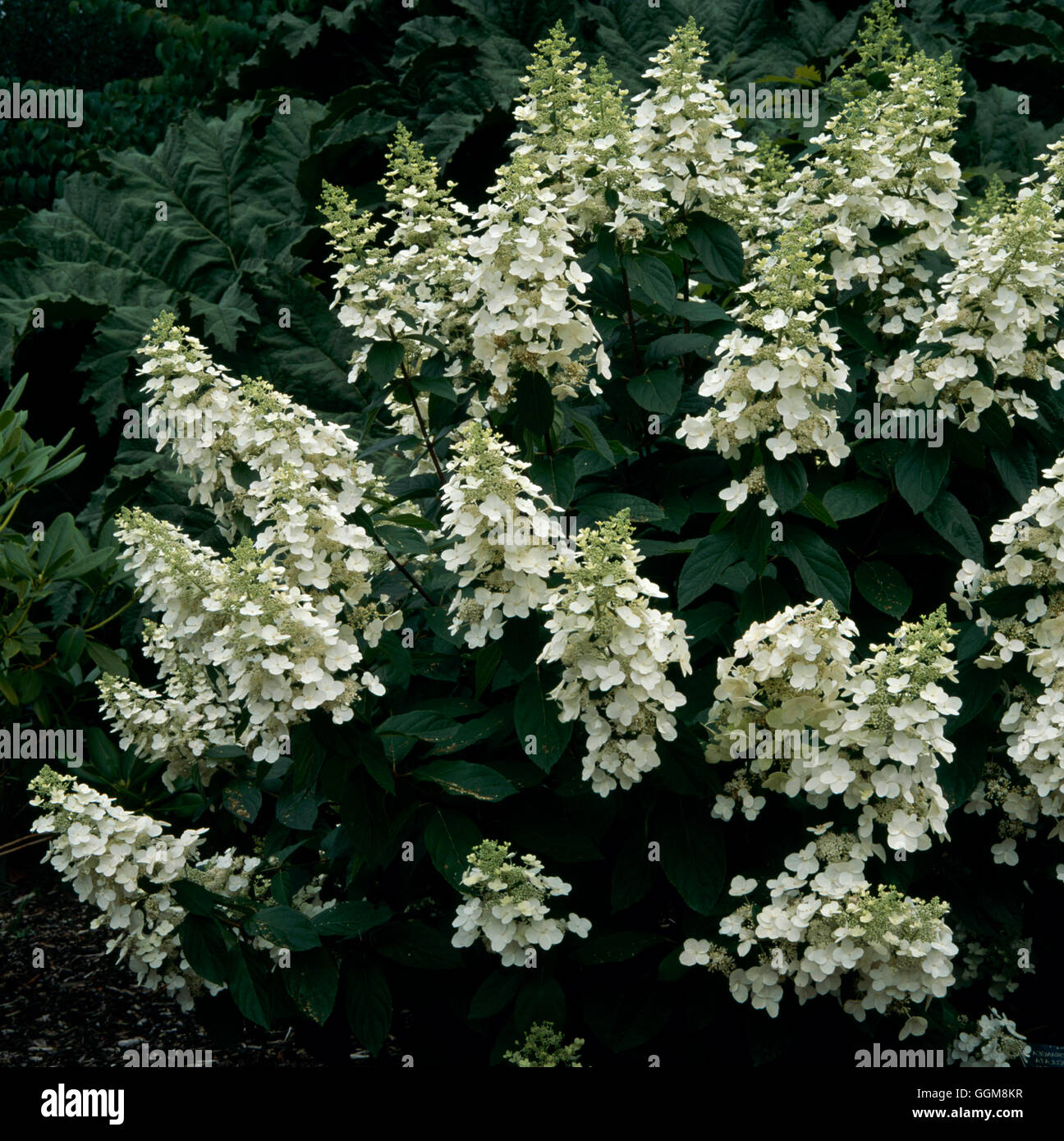 - Hydrangea paniculata 'Grandiflora' AGM TRS108756 Banque D'Images
