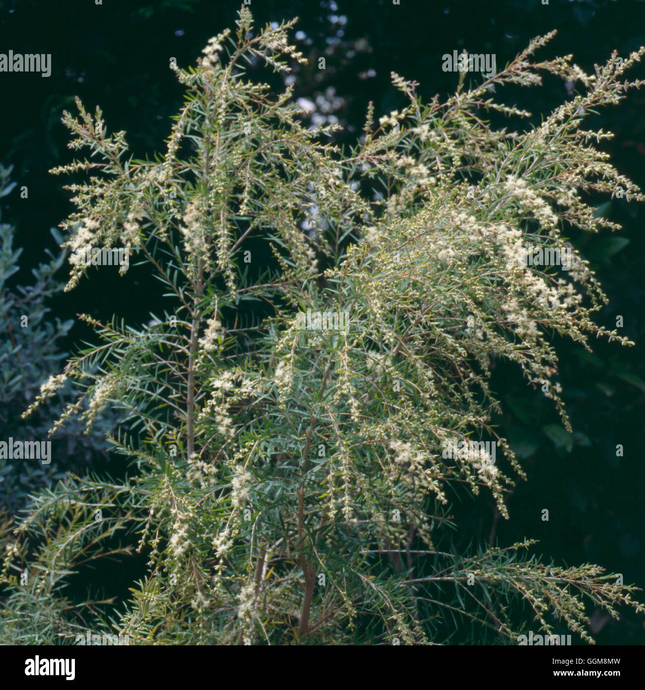 Melaleuca linariifolia- - Tempête de neige TRS110210 Banque D'Images