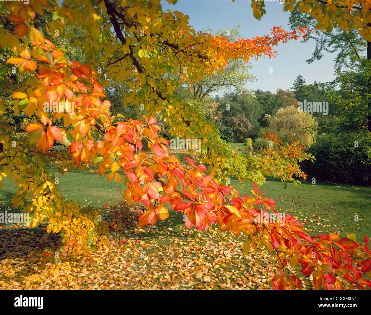 Nyssa sylvatica AGA- en automne couleur TRS110854 Banque D'Images