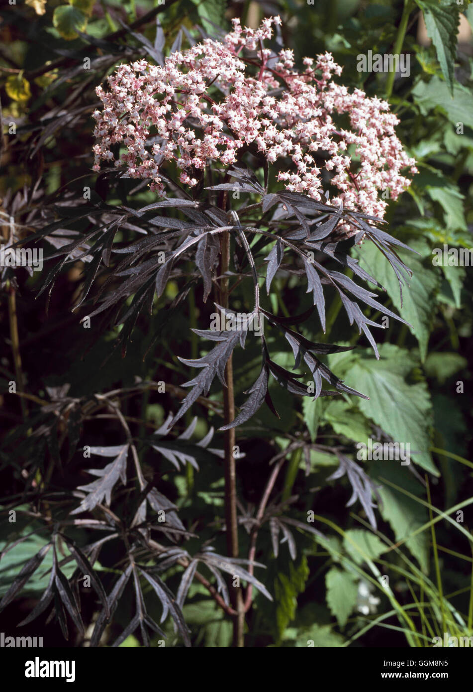 Sambucus nigra- f. porphyrophylla "EVA" -- l'AGA (Syn N.s. 'Black Lace') Photos Hortic TRS110987 Banque D'Images