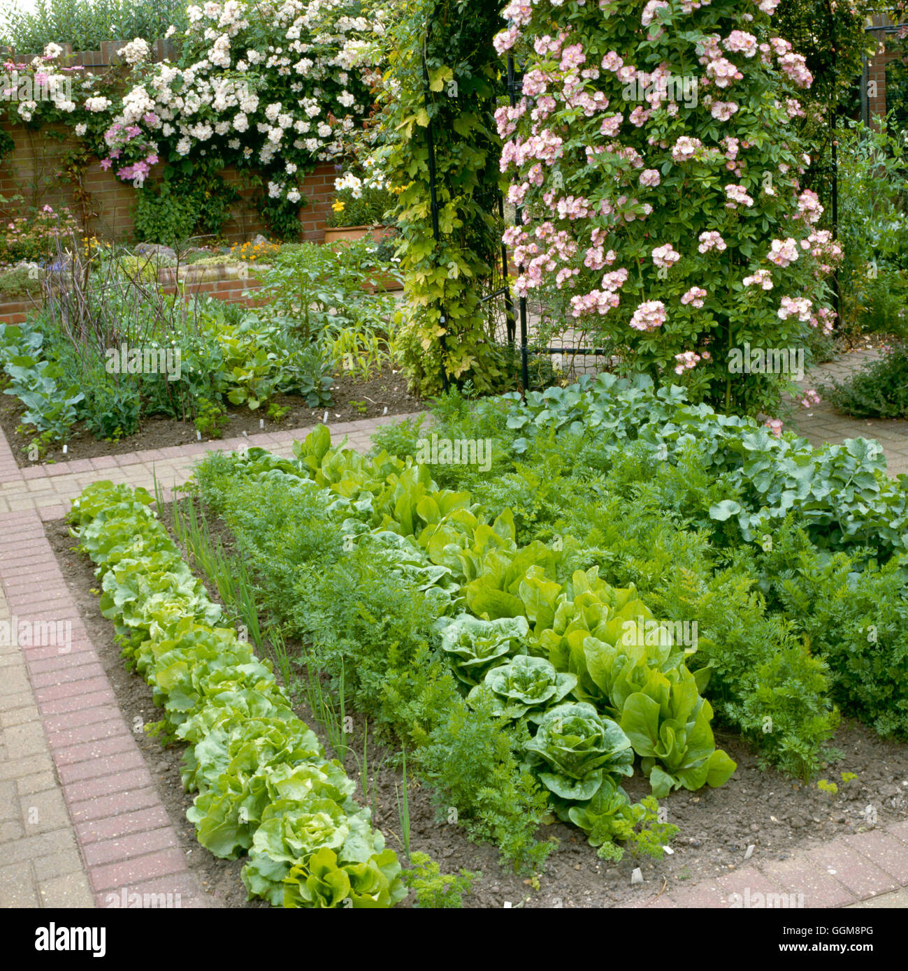 Jardin de légumes et de fleurs - (Juin) VAF050831 Banque D'Images