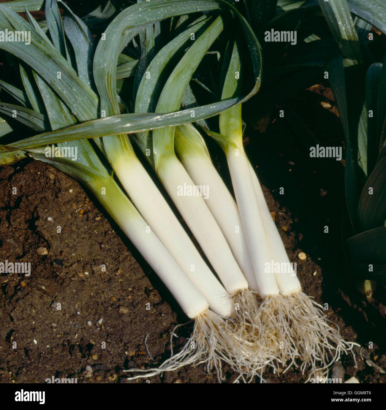 Usselburgh' - 'poireau VEG019778 Banque D'Images