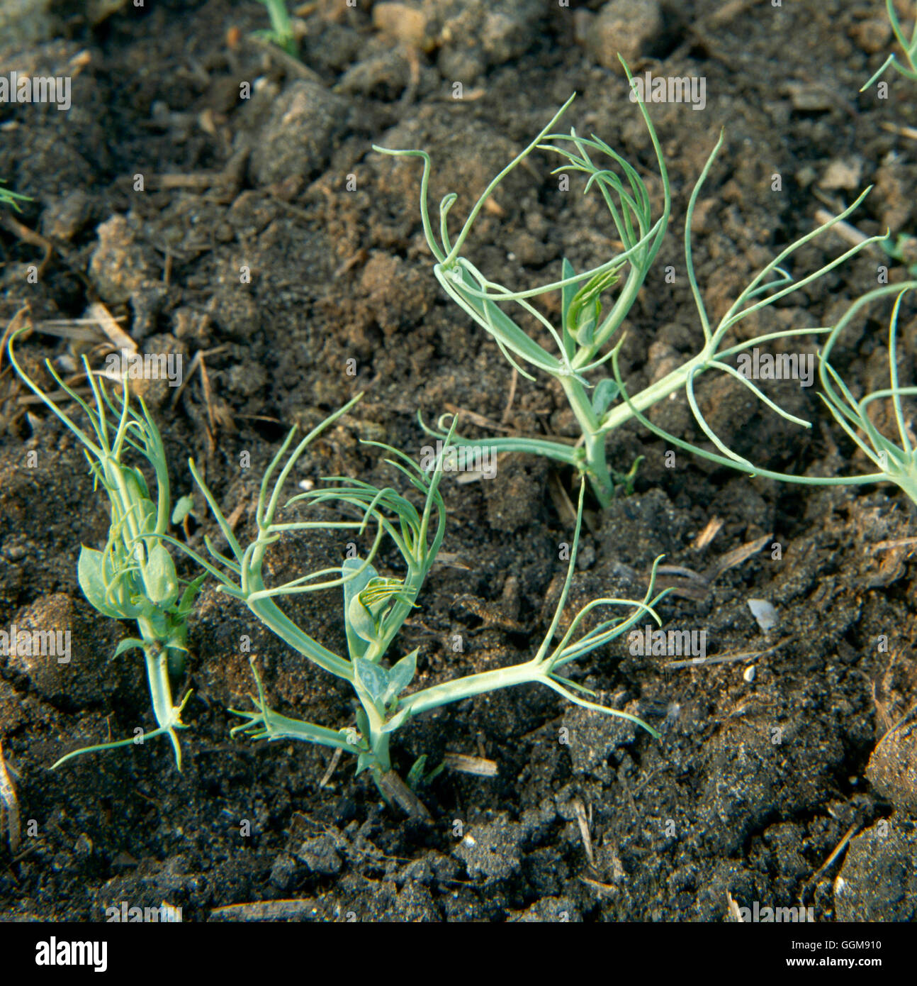 - Variété de pois sans feuilles VEG047147 Banque D'Images