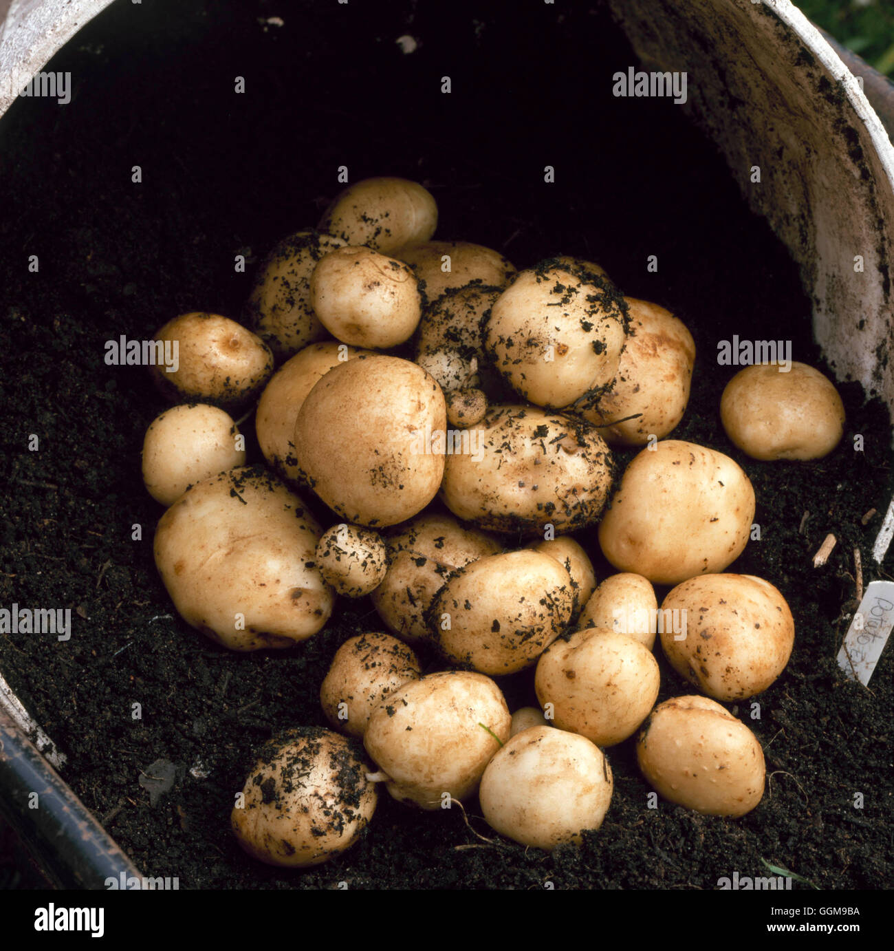 - Pommes de terre 'Rocket' (Premier) VEG097987 Banque D'Images