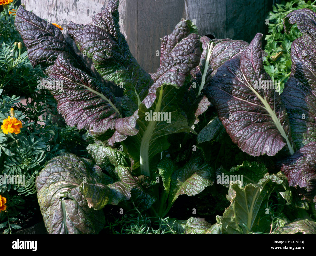 Les légumes orientaux - les feuilles de moutarde géant 'Red' VEG099846 Banque D'Images