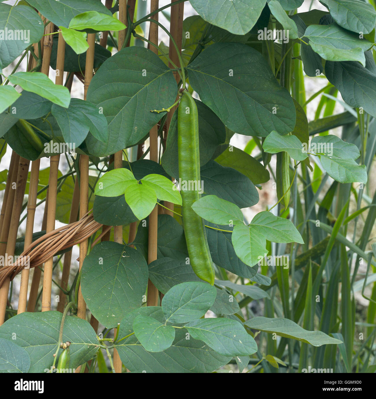 Jack beans Banque de photographies et d’images à haute résolution Alamy