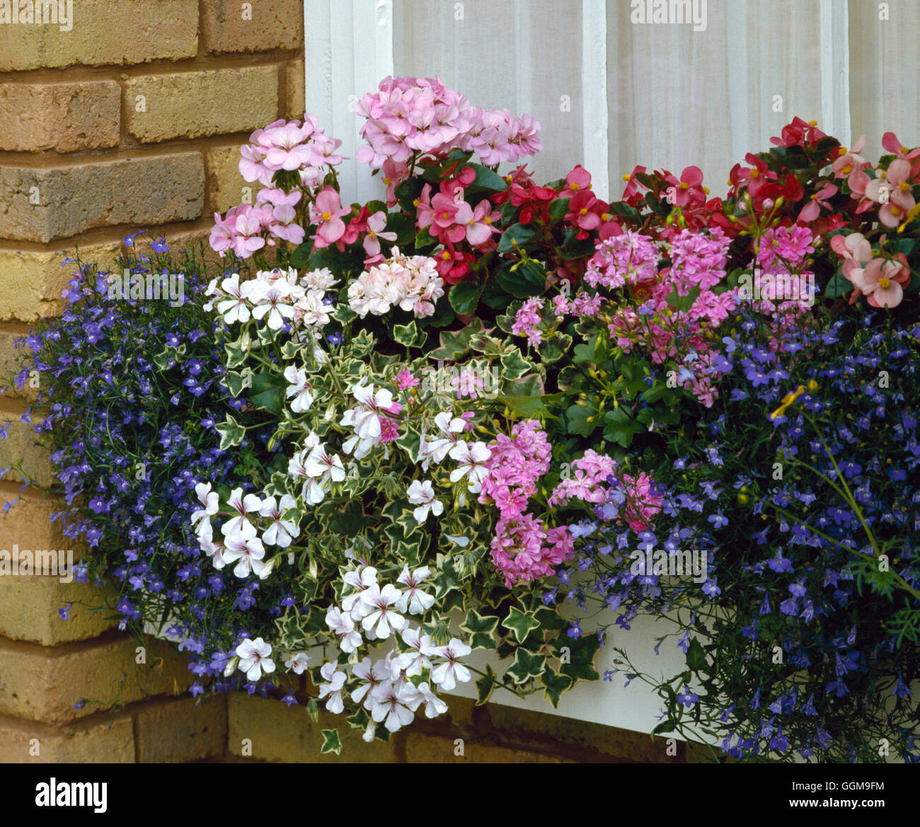 Boîte de fenêtre - planté de Pélargonium Lobelia bégonias et géraniums à feuilles de lierre WBX P022699 Banque D'Images