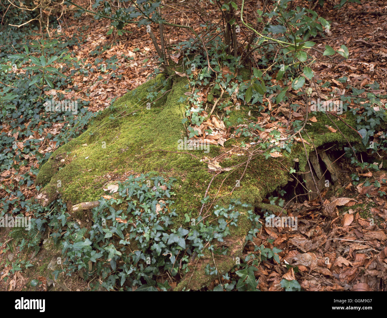 -- La faune de journal moussue sutible habitat pour les insectes et les petits mammifères BNM109926 Photos Ho Banque D'Images