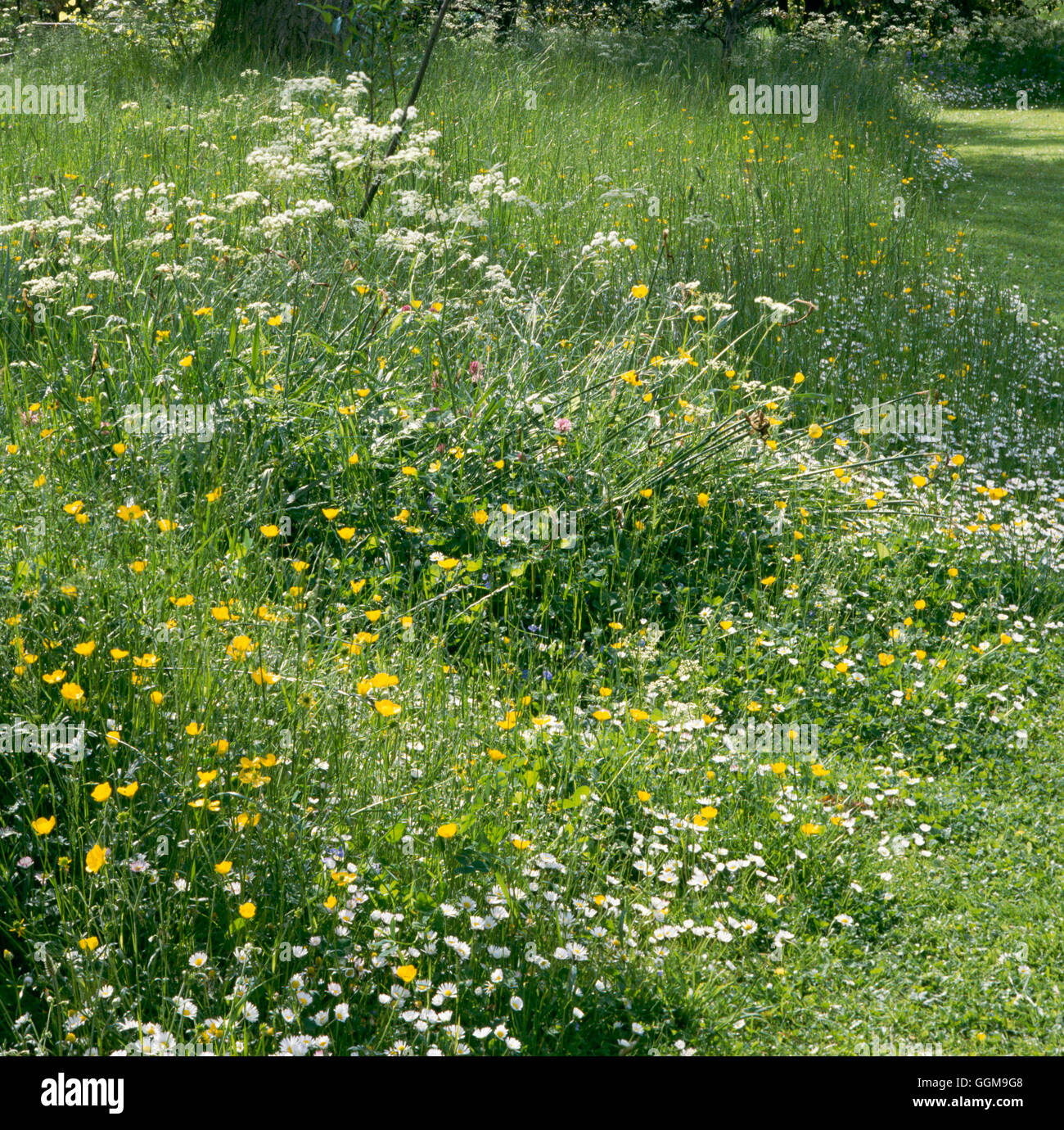 Jardin de fleurs sauvages WFL001260 Banque D'Images
