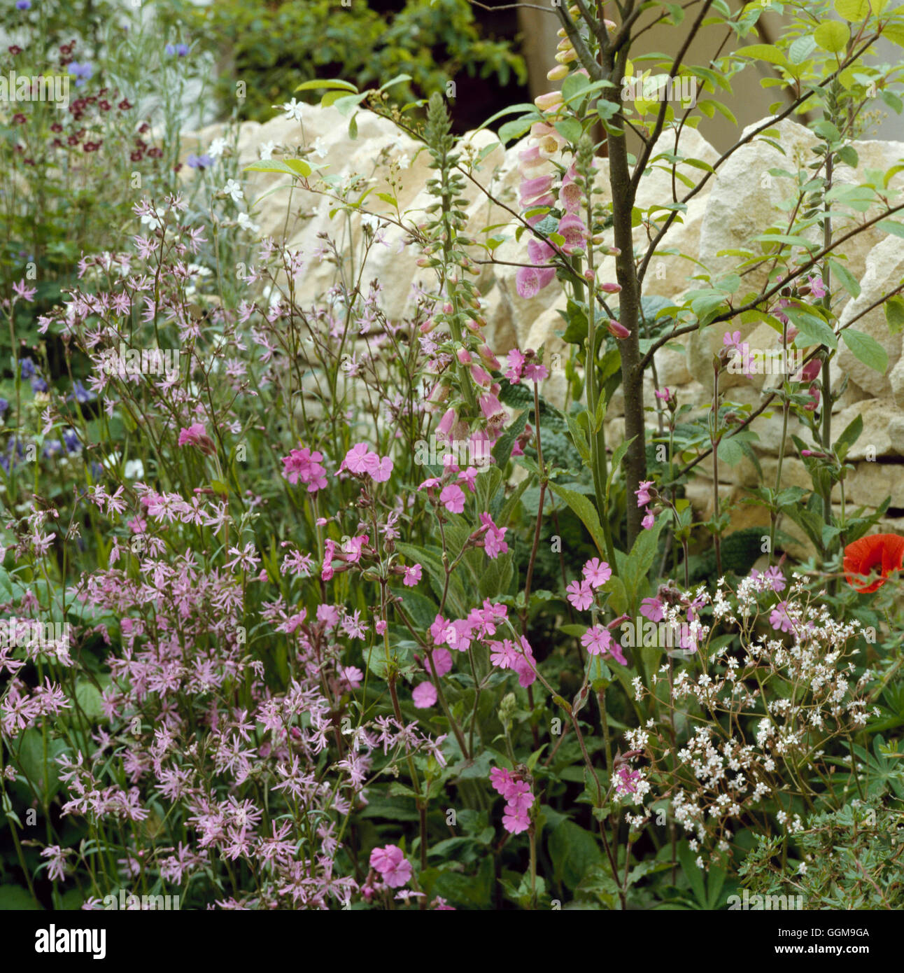Jardin de fleurs sauvages - (Gales Abeille Garden par John Chambers à Chelsea Flower Show 1998) WFL008326 Cre Obligatoire Banque D'Images