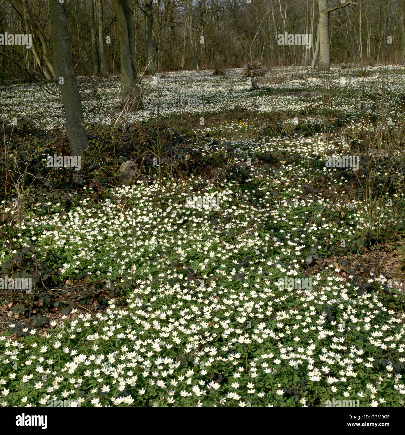 - Anémone - Bois (Anemone nemorosa) WFL027273 Banque D'Images