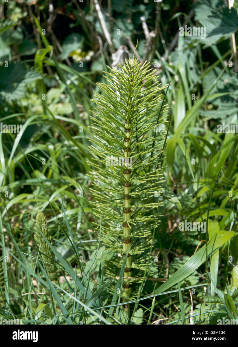 Horsetail-Common - (Equisetum arvense) WFL027460 Banque D'Images