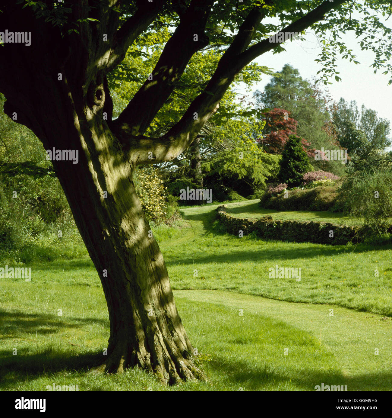 Jardin de fleurs sauvages - à gauche de l'herbe tondue par voie rugueuse avec WFL046146 Banque D'Images Jardin de fleurs sauvages - à gauche de l'herbe tondue par voie rugueuse avec WFL046146 Banque D'Images