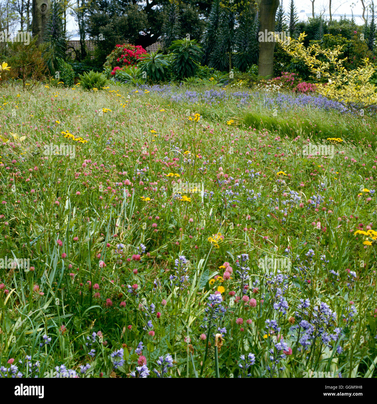 Jardin de fleurs sauvages - Photos : Phtoos Hort/Carey Château Guernesey. WFL049104 Photos Horti Banque D'Images