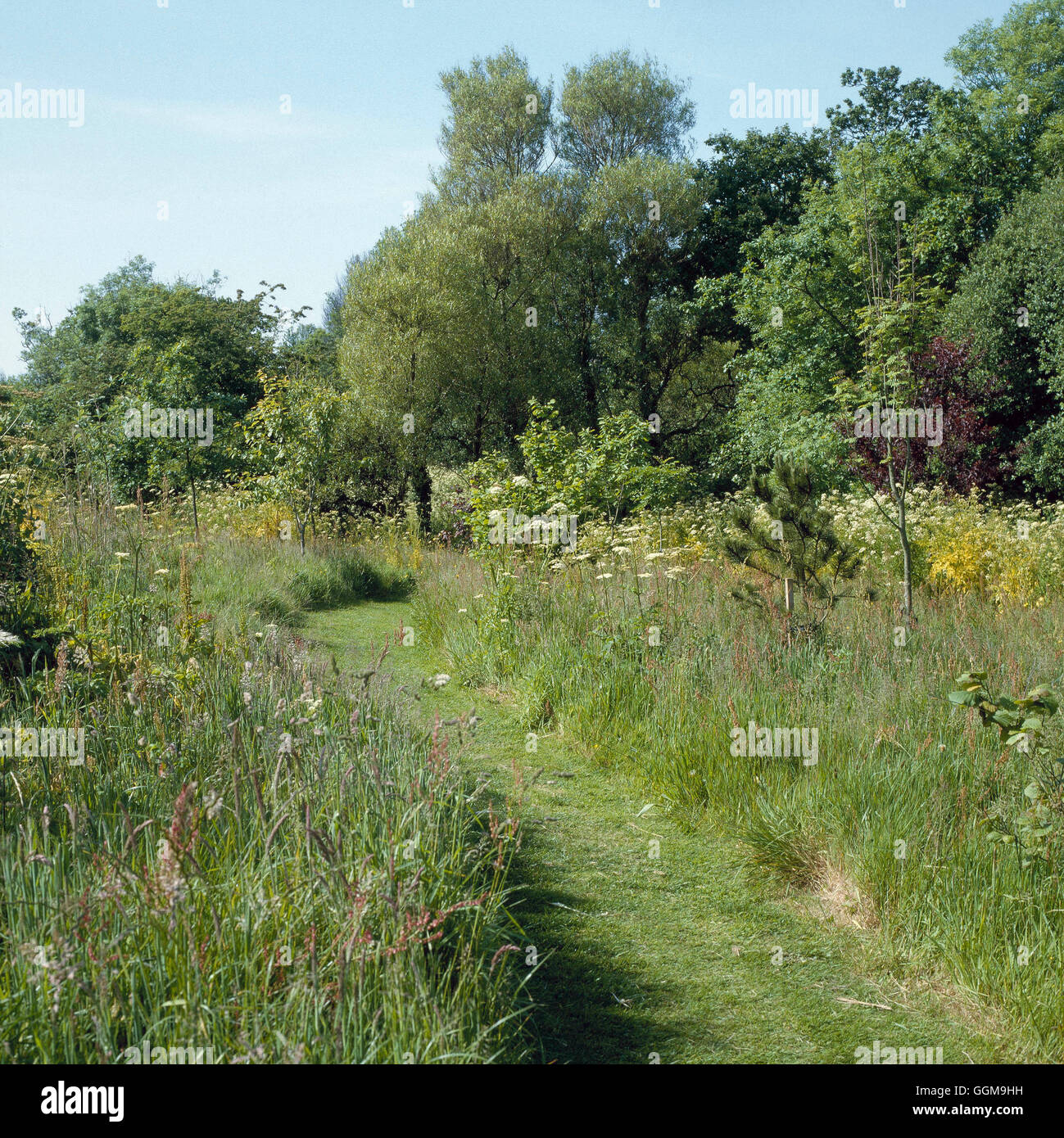 Jardin de fleurs sauvages- avec chemin fauché WFL052863 Banque D'Images