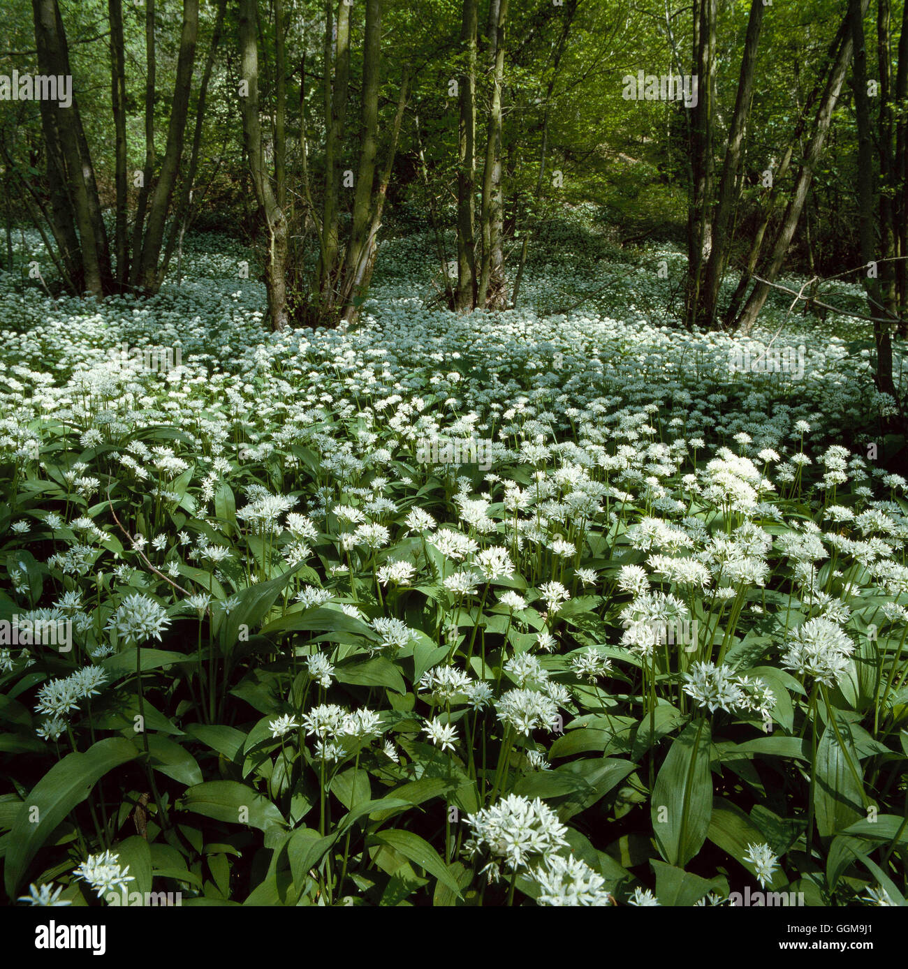 Ramsons (Allium ursinum) - WFL062180 Banque D'Images