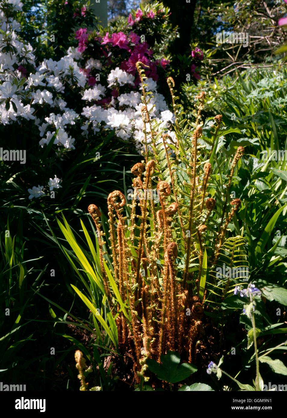 Woodland Garden - fougères avec déploiement chez les Rhododendrons106672 WOG Banque D'Images
