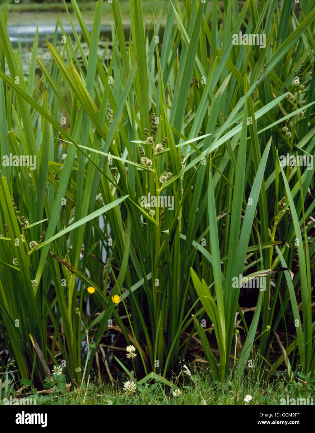 Sparganium erectum - Branched bur-reed WPL063588 Banque D'Images