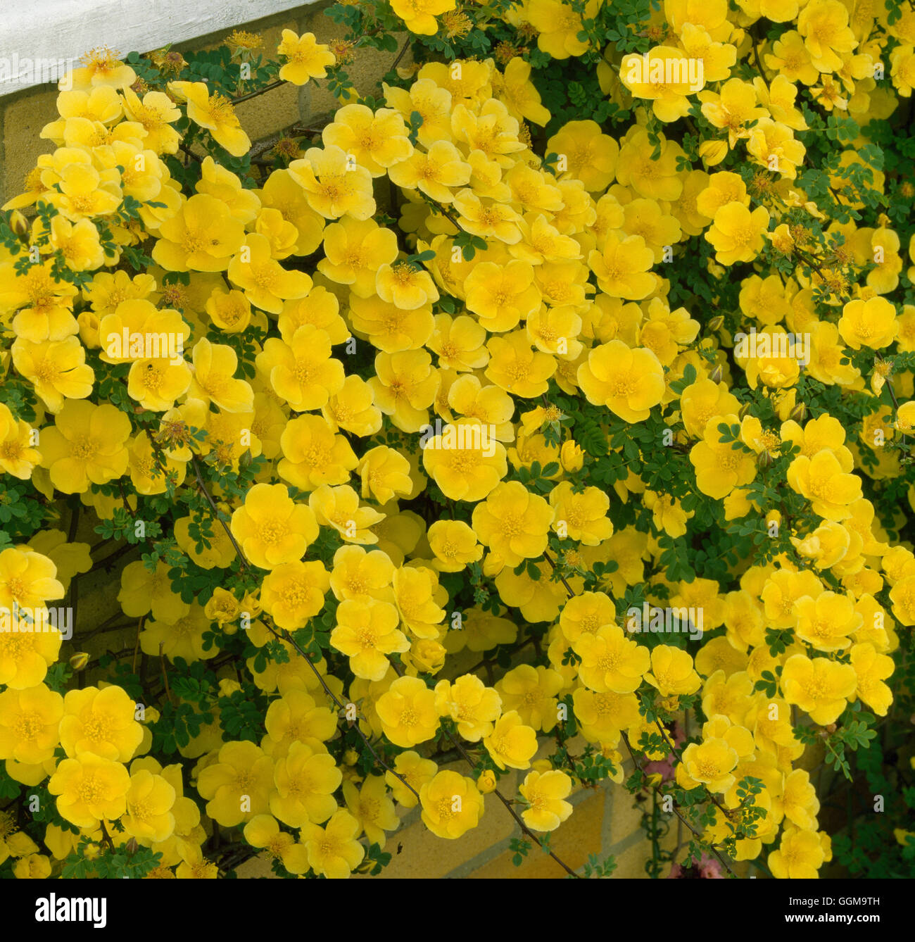 Rosa 'Helen Knight' Date : 26/04/2008 REF : Banque D'Images