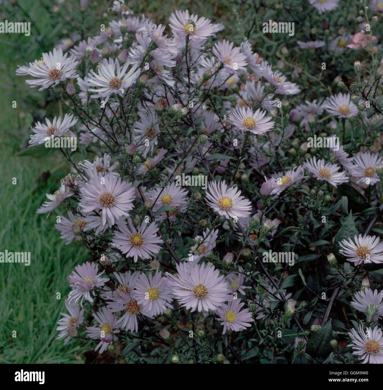 Aster laevis 'Calliope' Date : 05/08/2008 ref : 117692 0003 UMW Banque D'Images