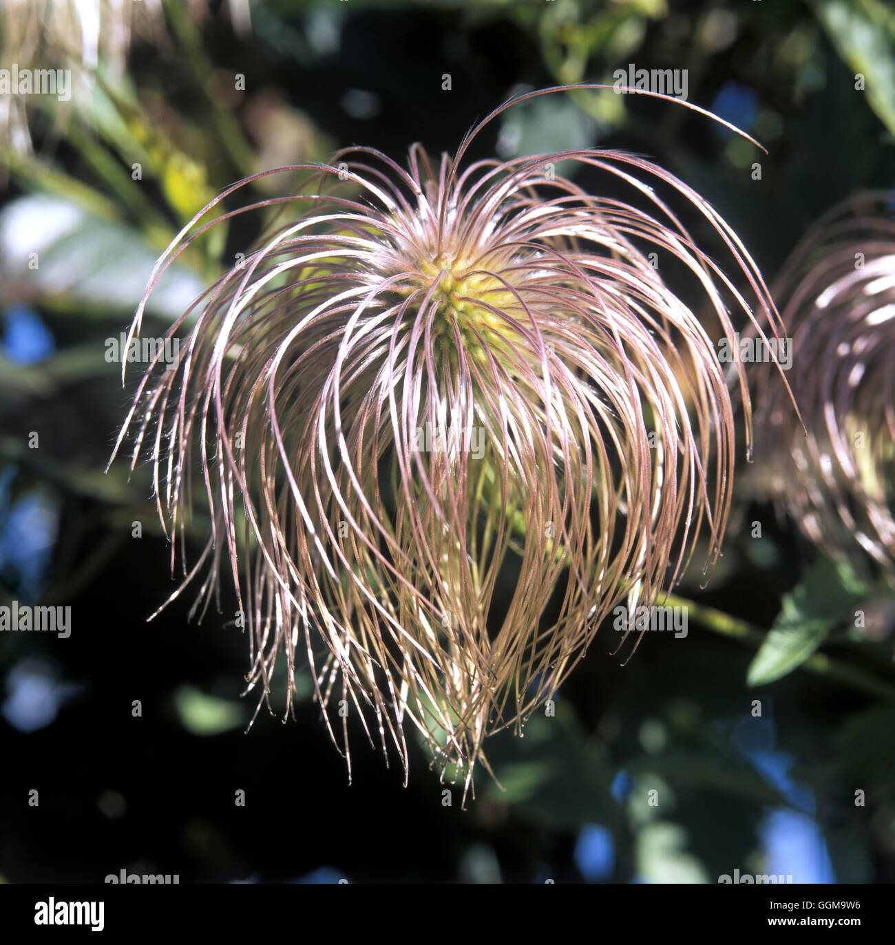 Clematis 'Bill Mackenzie' Date : 07.08.200807/08/2008 Ref : 0003  UMW 117860 © Photos/horticoles Photosho Banque D'Images