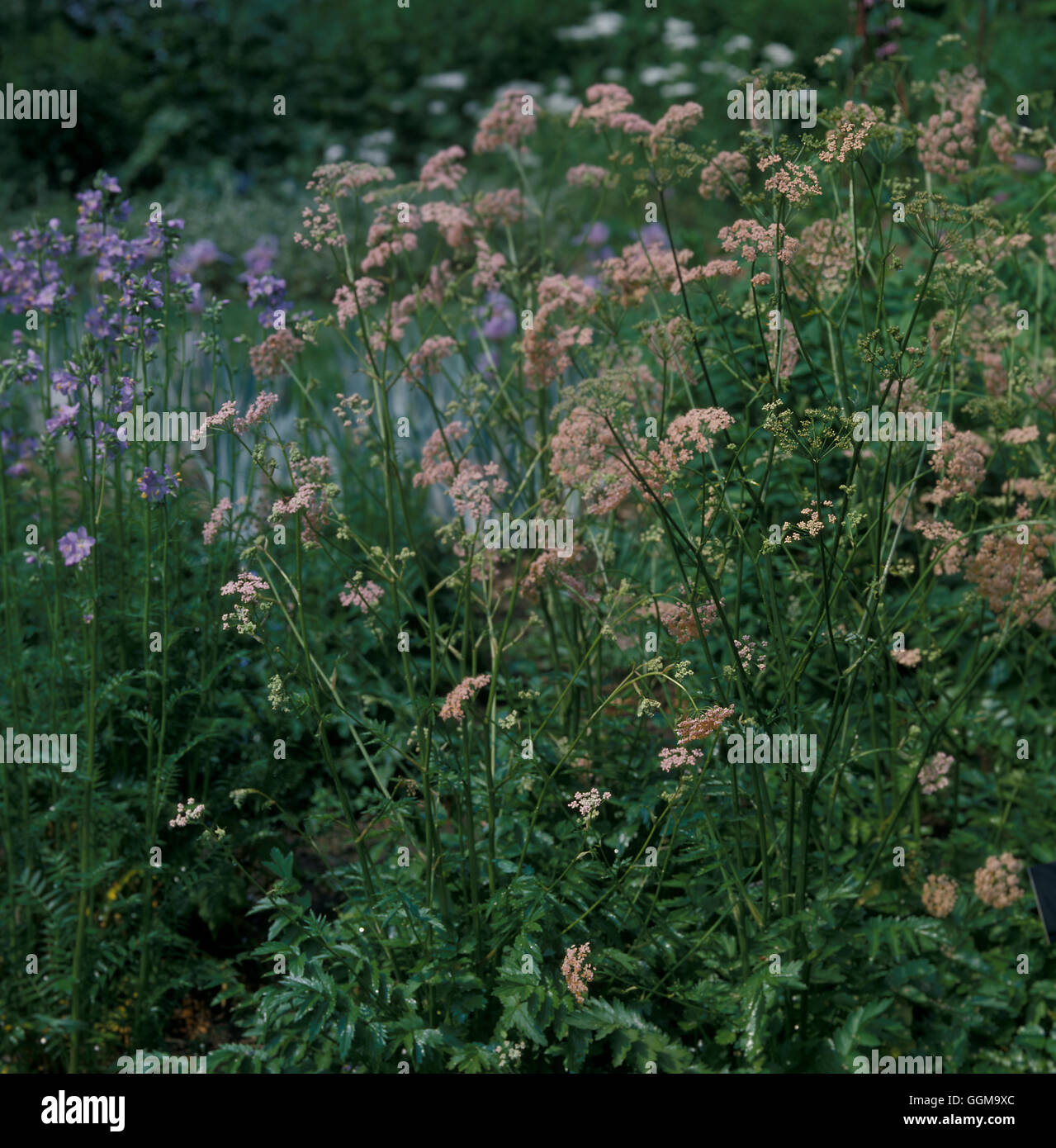 Pimpinella major 'Rosea' Date : 25/09/2008 ref : 121143 0004 UMW Banque D'Images
