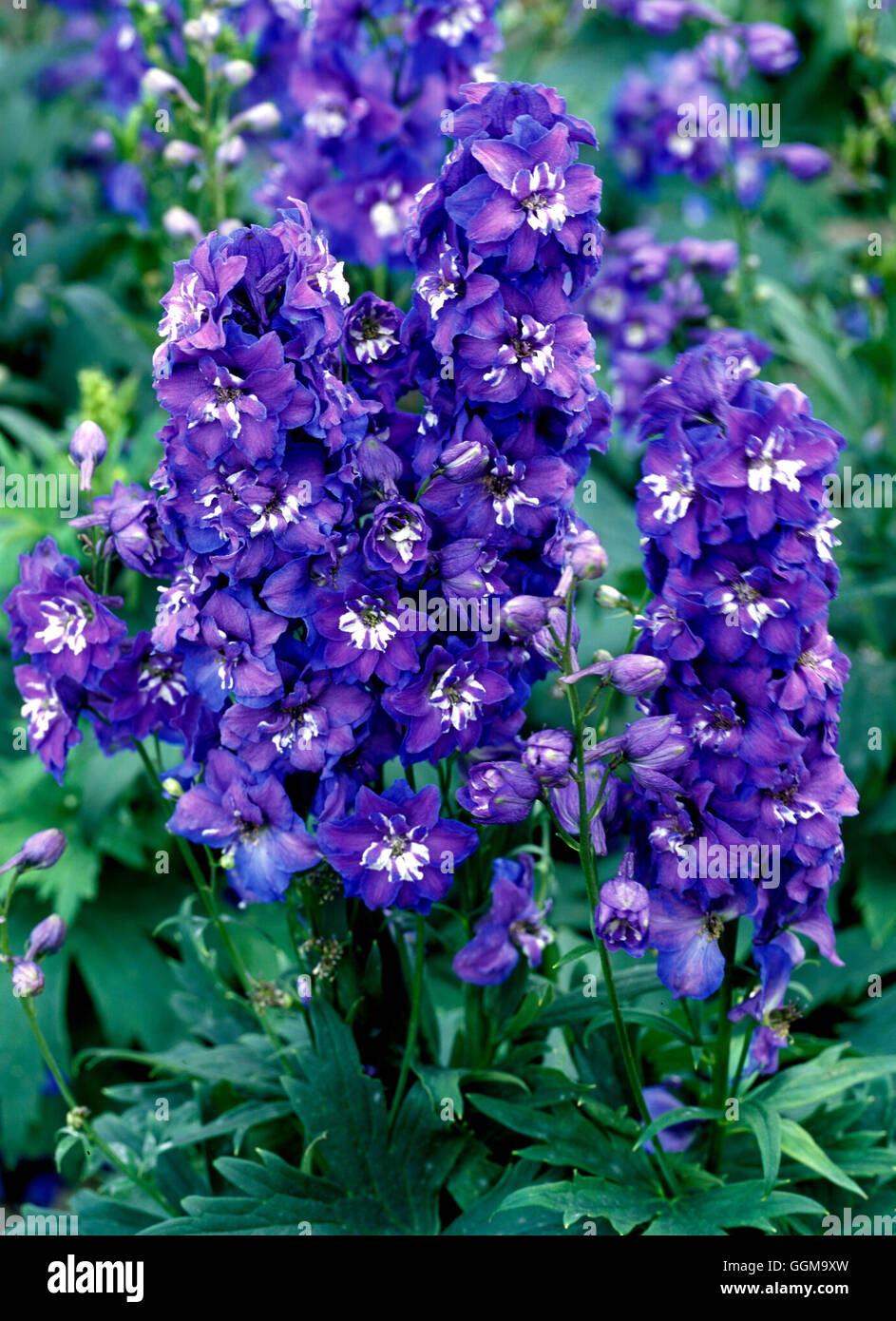 Tuteur - Série Delphinium bleu fleur coupée au début (variété) Date : 13/10/2008 Ref : 0004  UMW 122062 Photos Banque D'Images