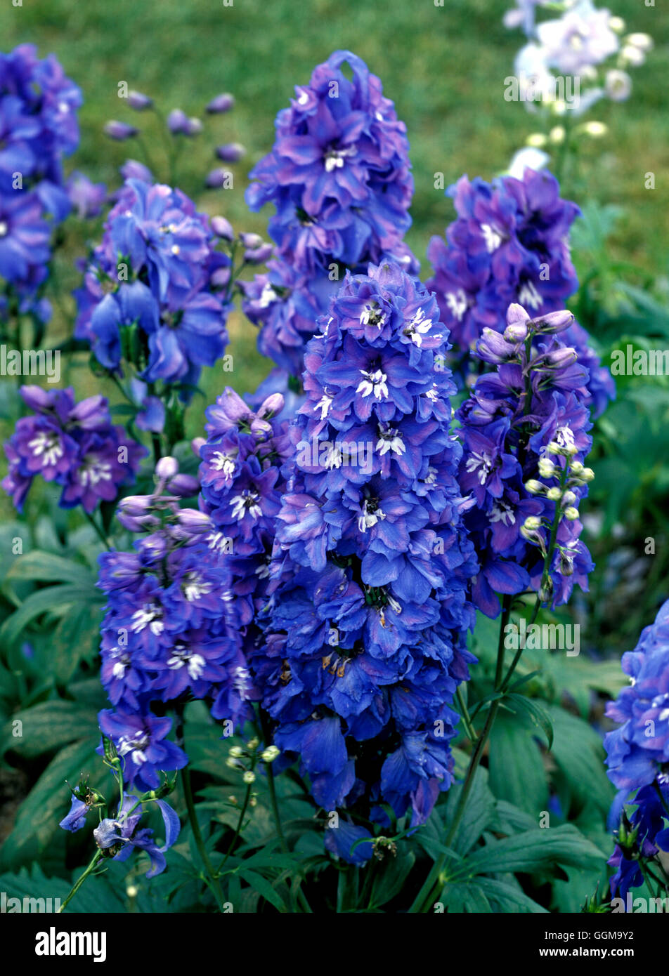 Le delphinium bleu - Série tuteur Date : 13/10/2008 ref : 122062 0005 UMW Banque D'Images