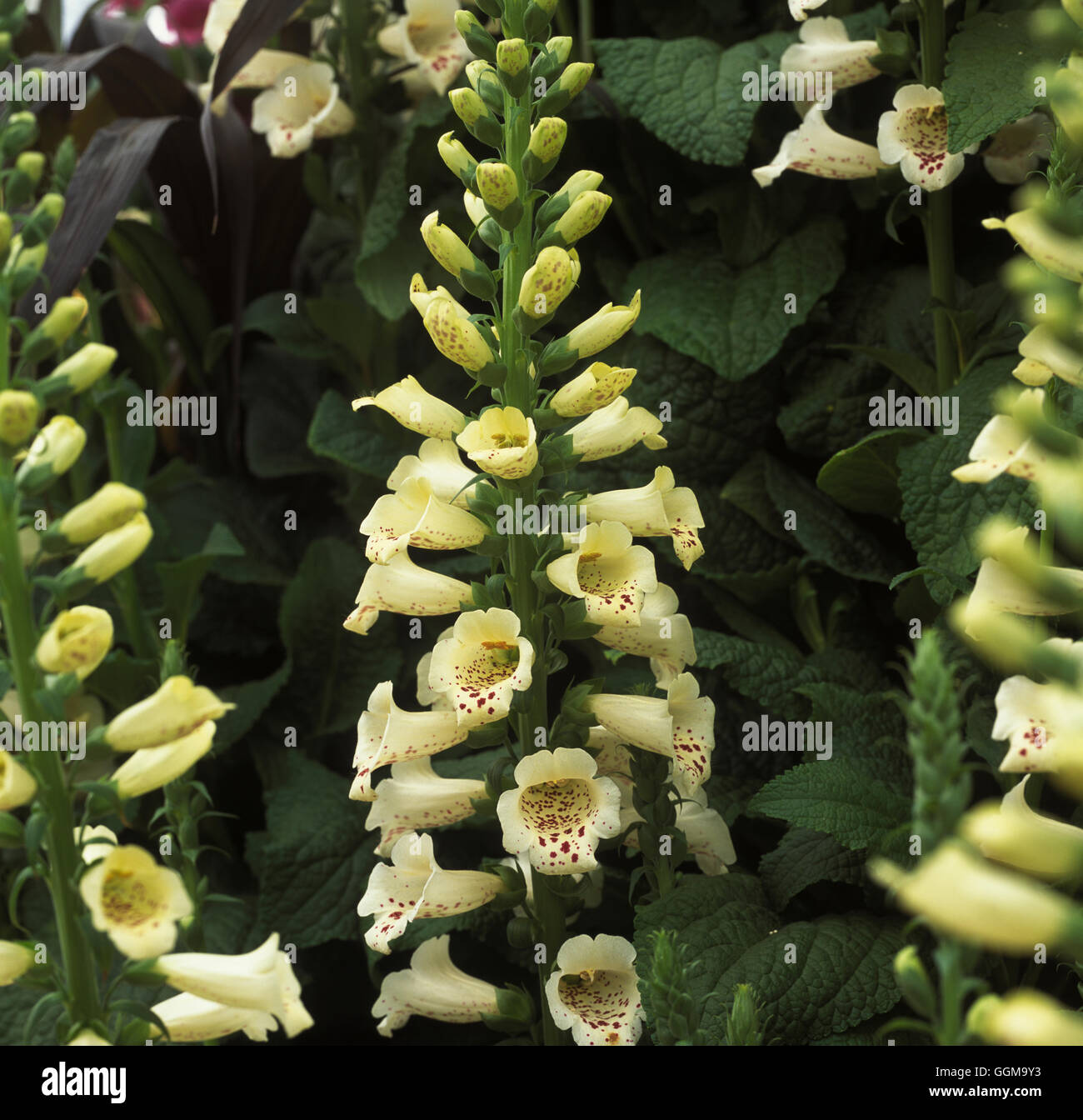 Digitalis purpurea 'Camelot' Date : 13/10/2008 ref : 122062 0006 UMW Banque D'Images
