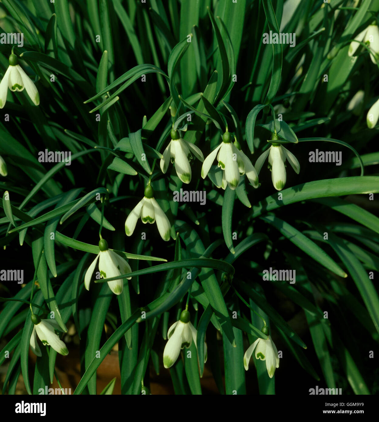 Galanthus nivalis 'Viridiapicis' Date : 22/10/2008 ref : 122666 0001 UMW Banque D'Images