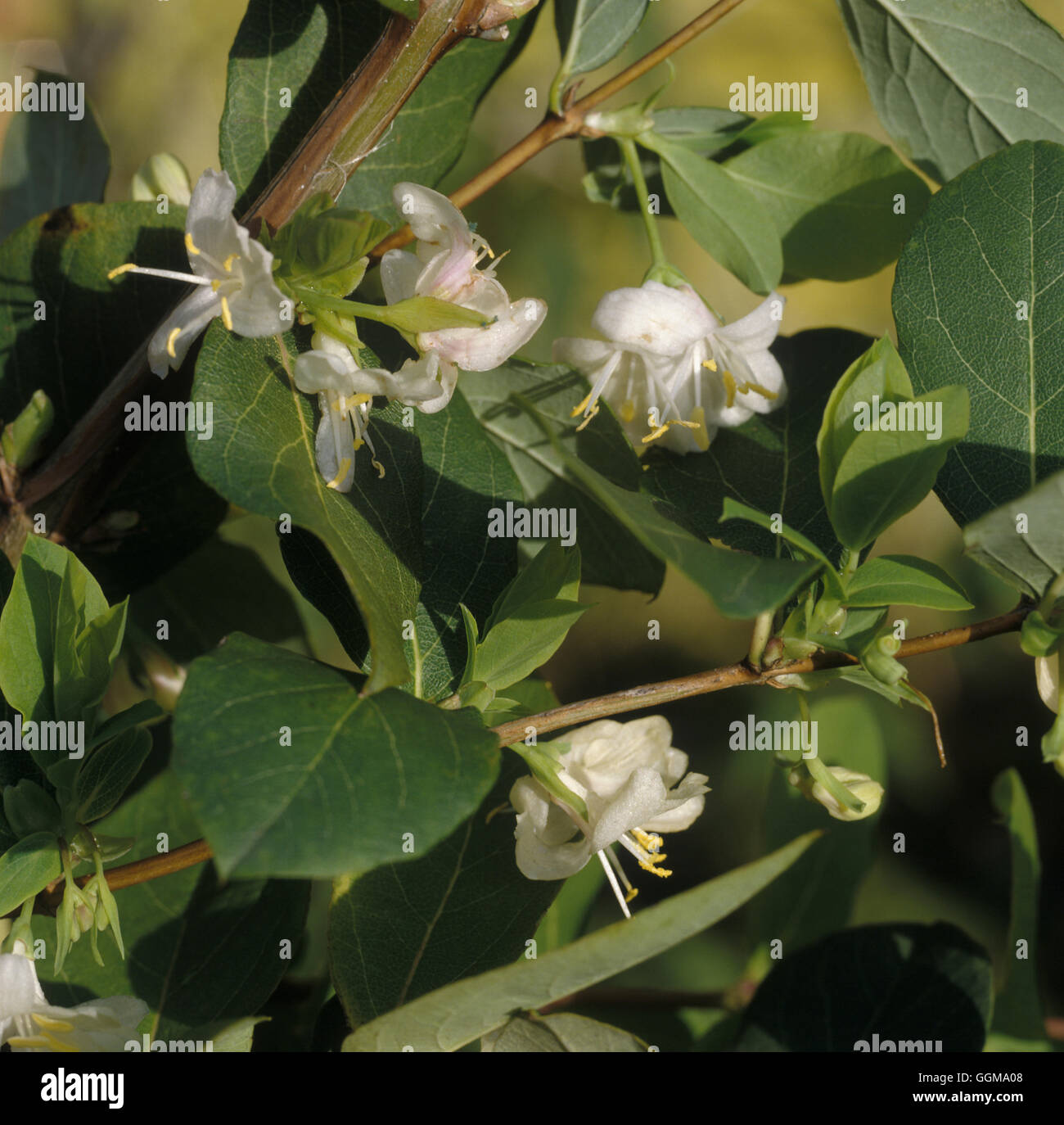 Lonicera x purpusii 'Winter Beauty' Date : 06/11/2008 ref : 123779 0001 UMW Banque D'Images