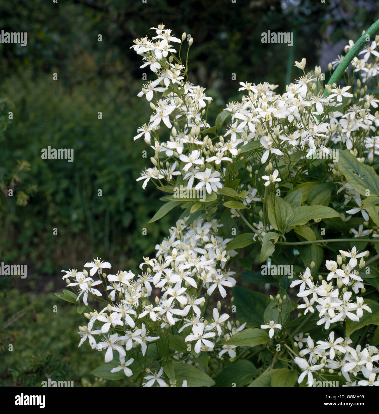 Clematis mandshurica Date : 06.01.2009 ref : 126971 0001 UMW Banque D'Images