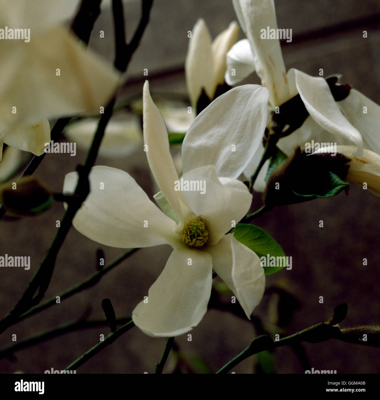 Magnolia x kewensis 'La mémoire de l'Ama' Banque D'Images