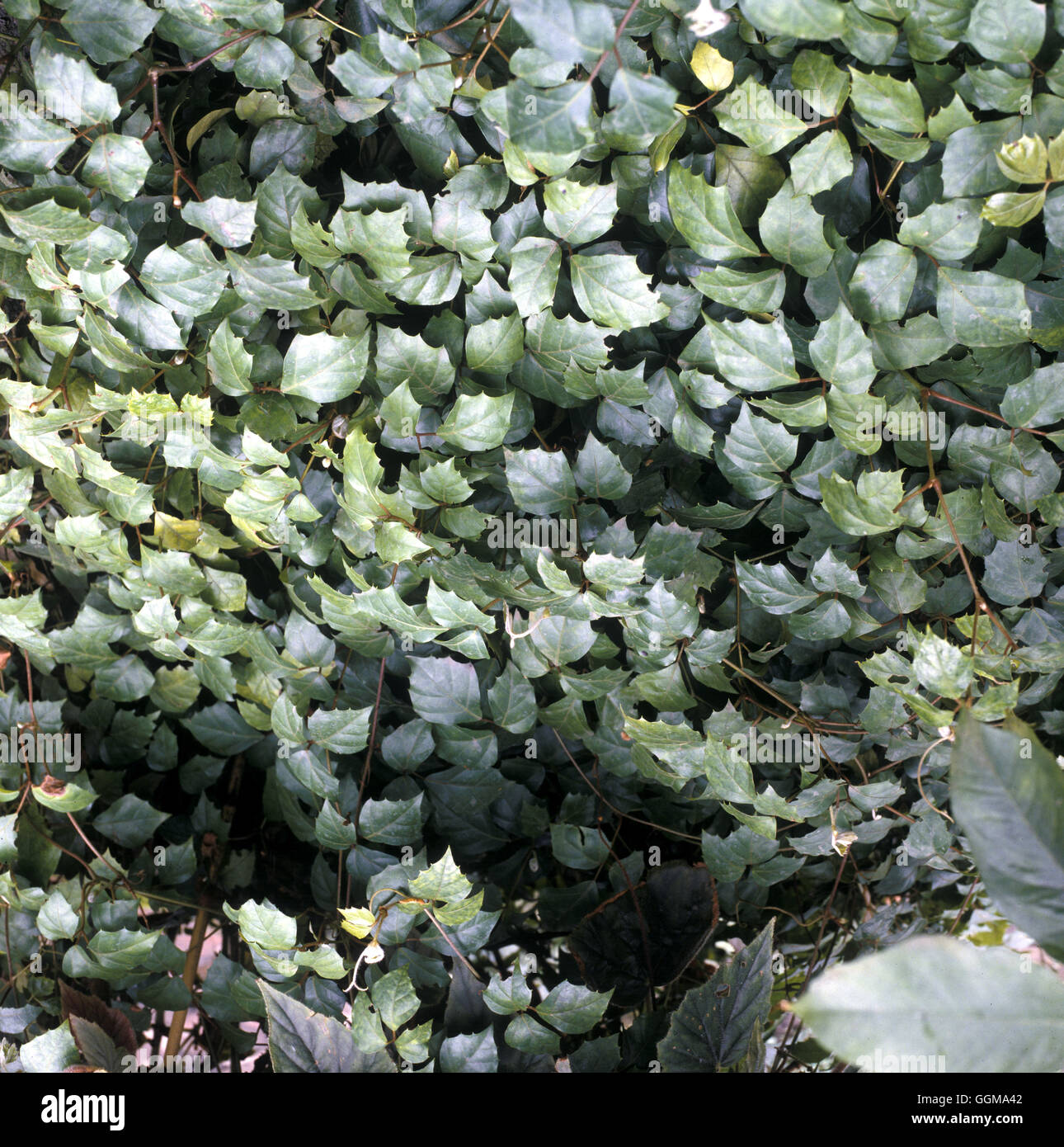 Cissus rhombifolia 'Venezuela' Treebine AGA Banque D'Images