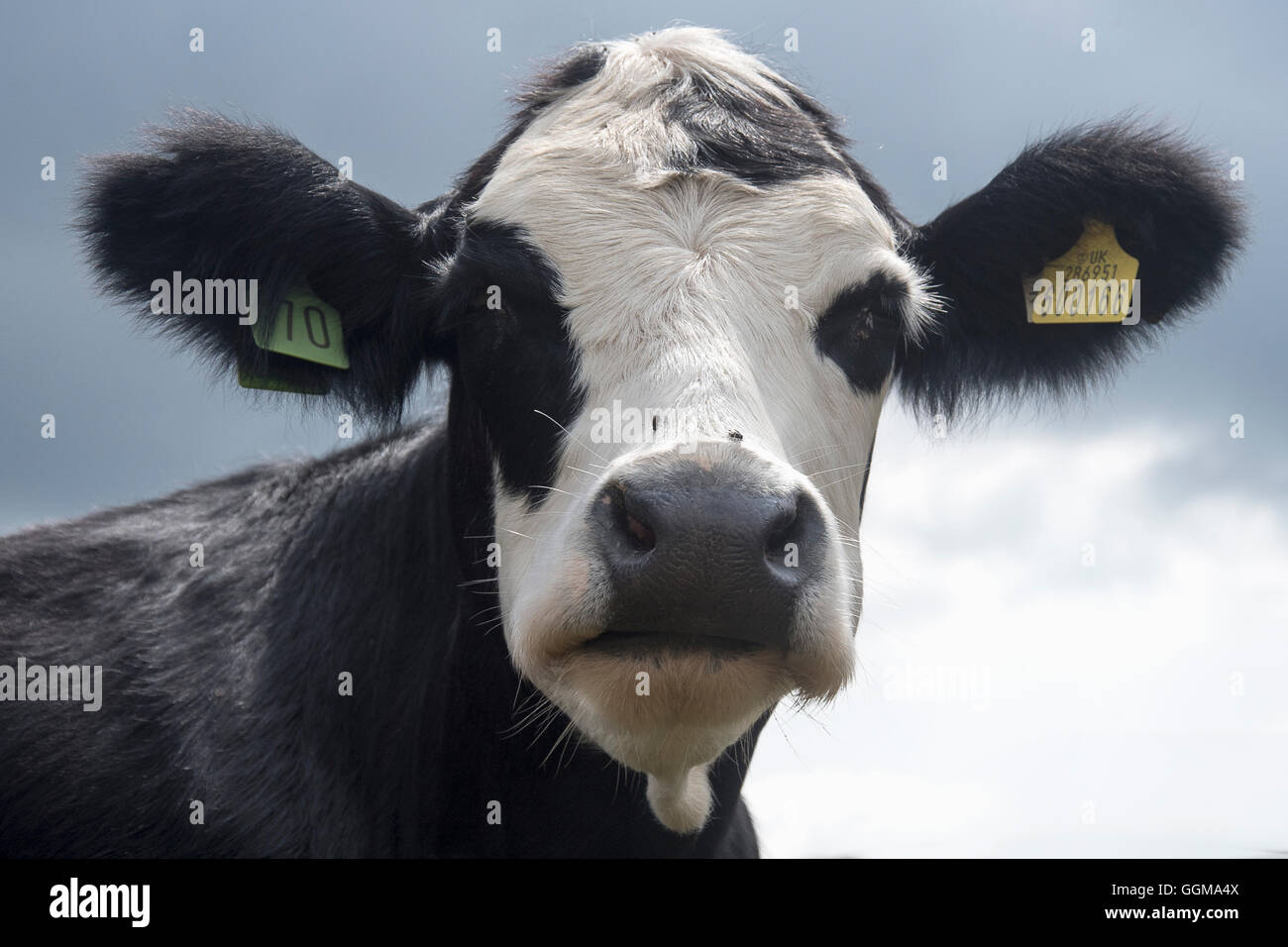 Vache fouineur Banque D'Images
