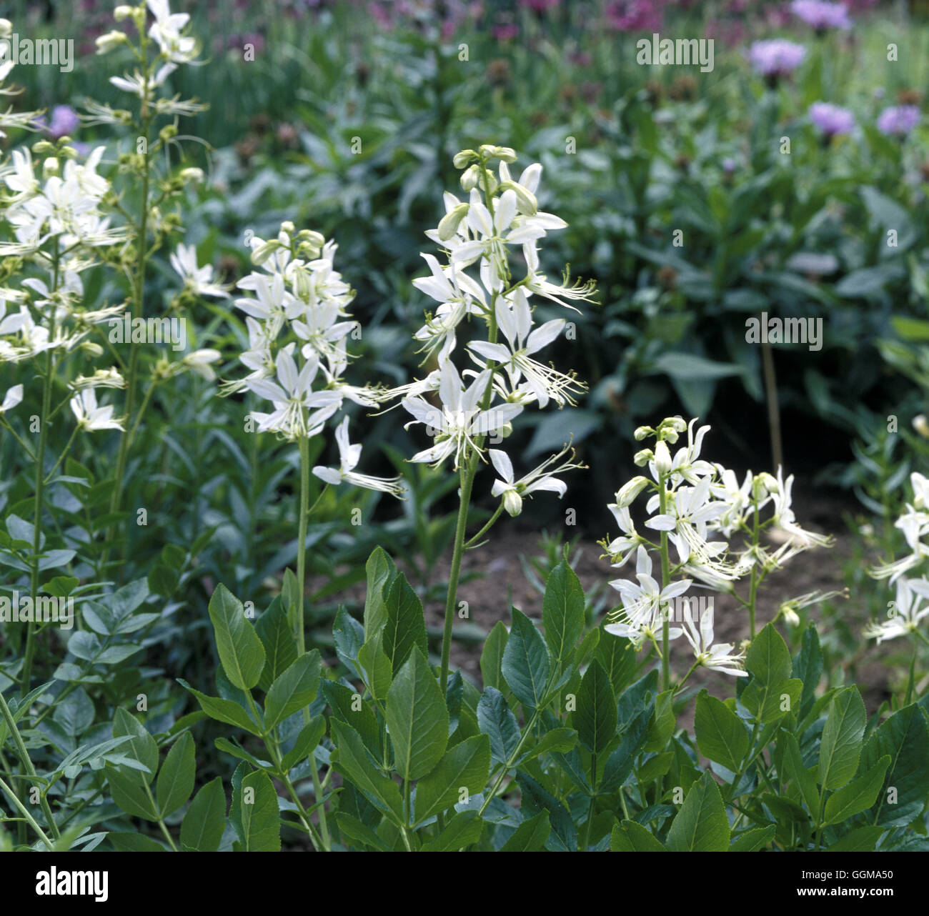 Dictamus albus Banque D'Images