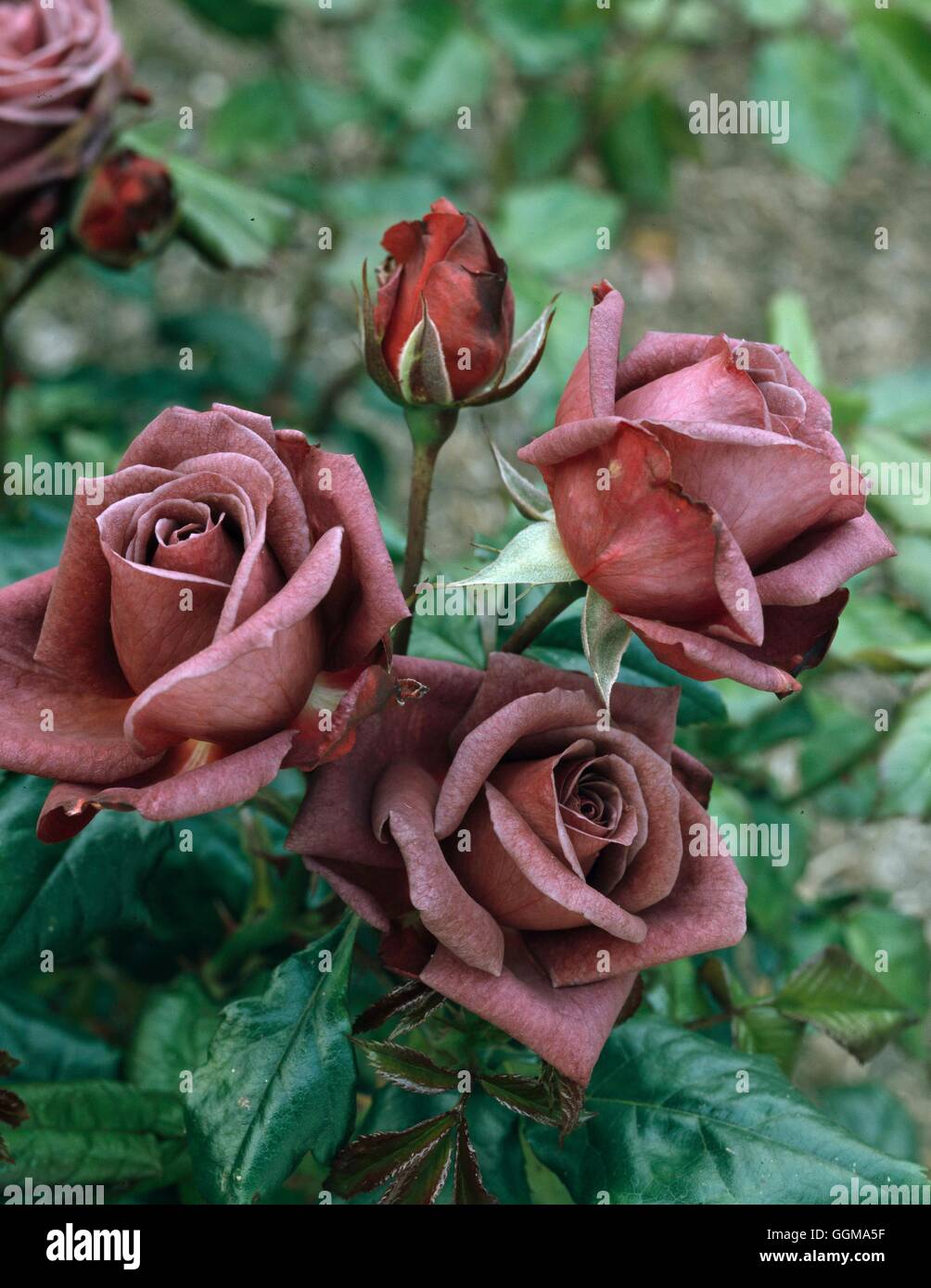 Rosa 'Jocelyn' (Floribunda) Banque D'Images