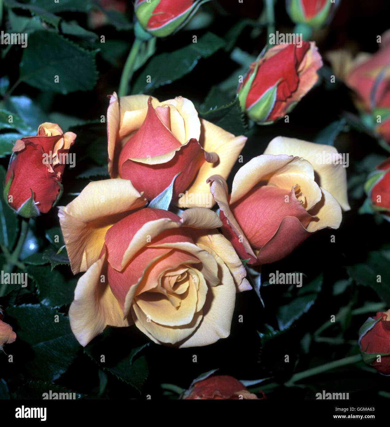 Rosa 'Belle Epoque' (hybride de thé) Banque D'Images