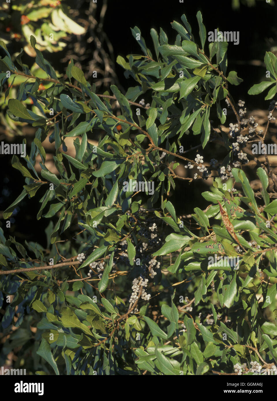 Myrica pensylvanicum Banque D'Images